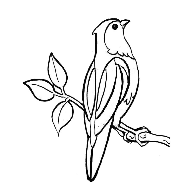 Dessins De Coloriage Oiseaux Exotiques Imprimer