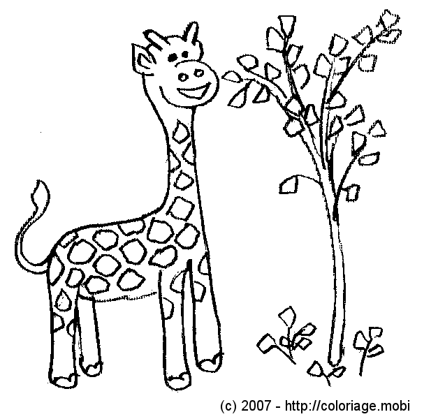 coloriage animaux dafrique