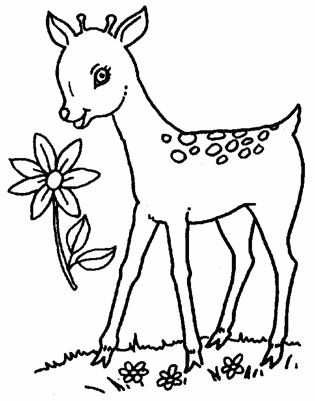 coloriage animaux de la foret