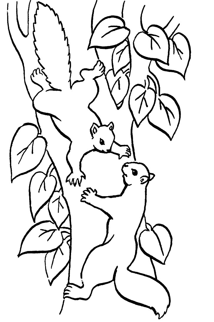 coloriage animaux de la foret