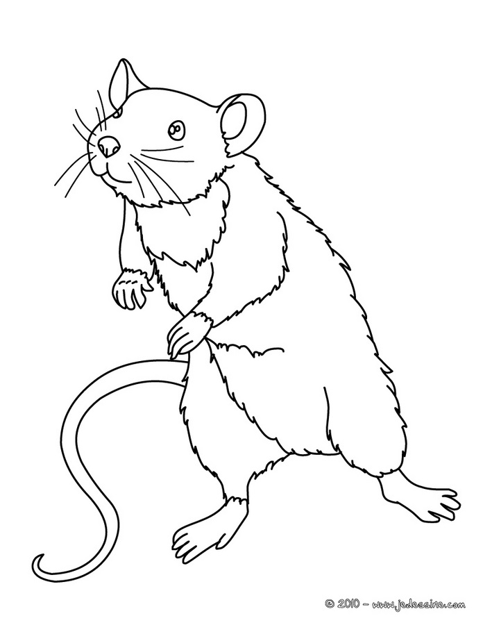 coloriage animaux en ligne