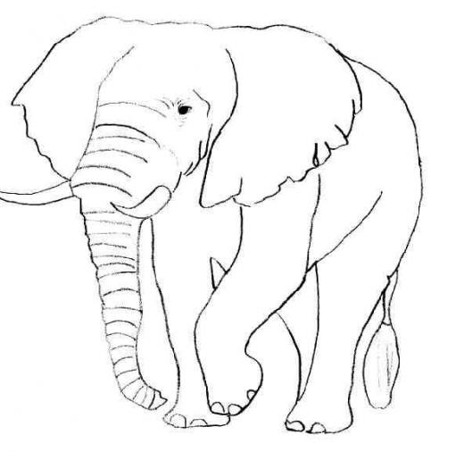 coloriage animaux gratuit 14354