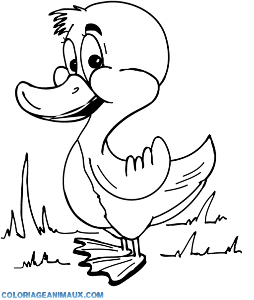 coloriage canard bebe