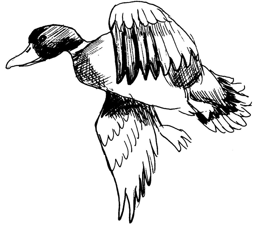 coloriage canard colvert