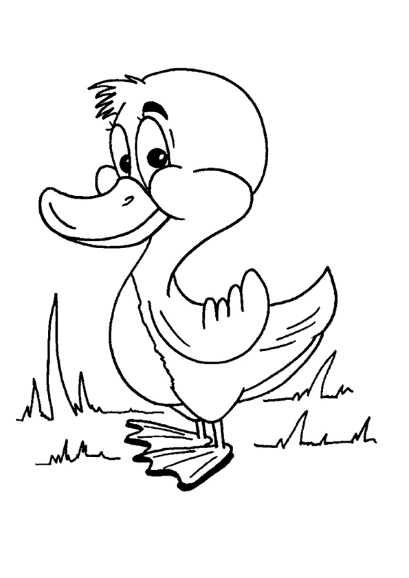 coloriage canard et caneton