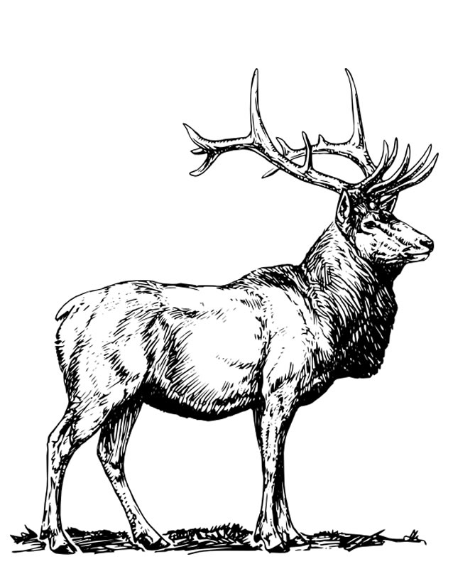 coloriage cerf a imprimer