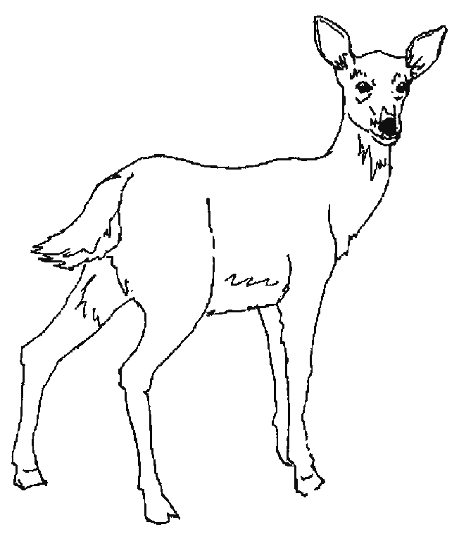 coloriage cerf biche faon