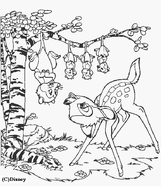 coloriage cerf et biche