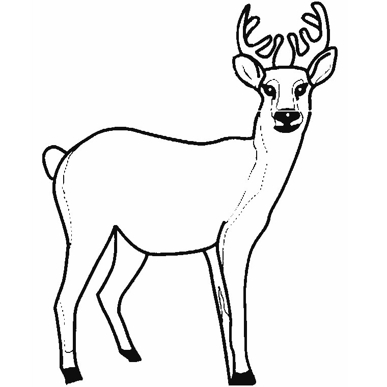 coloriage cerf et biche