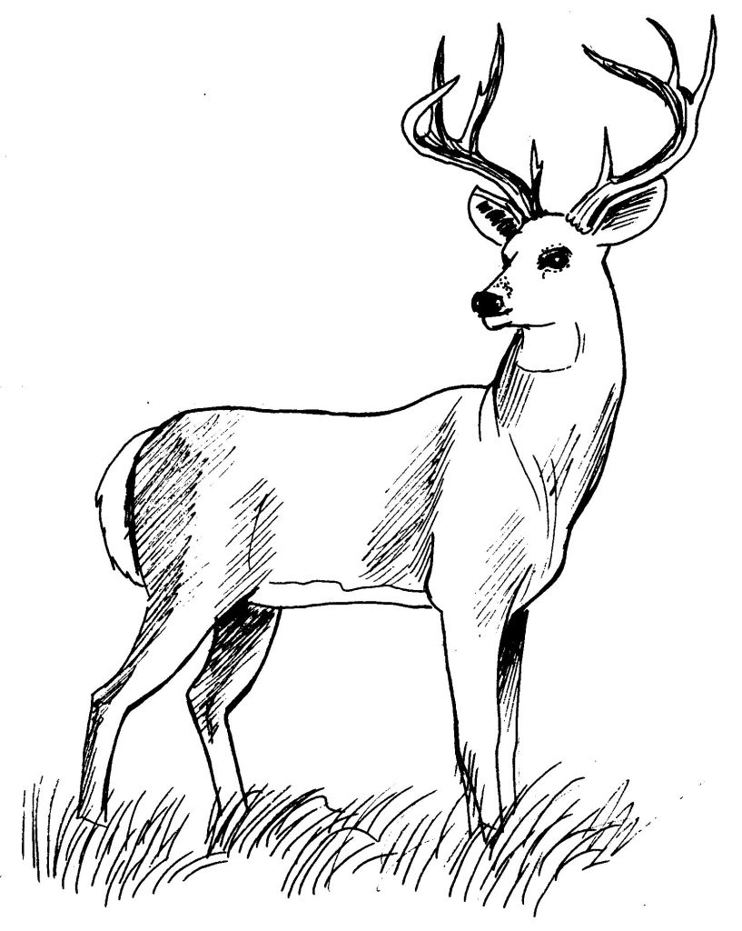 coloriage cerf qui brame