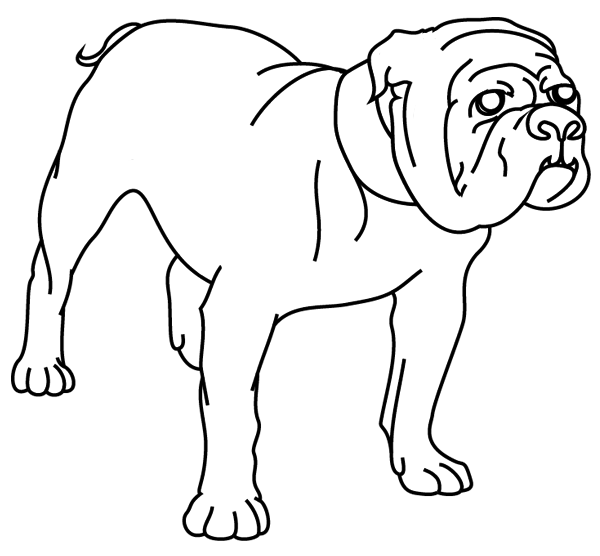 coloriage chien boxer