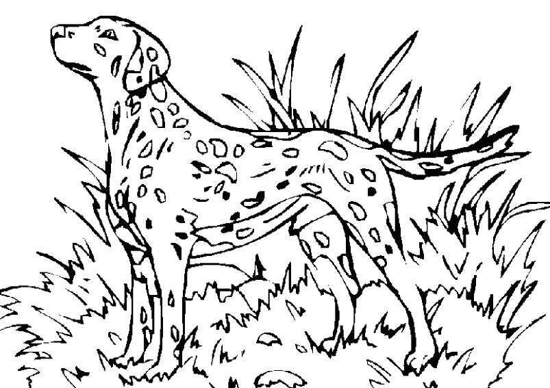 Dessin De Chien De Chasse  chien de chasse  AutocollantsStickers