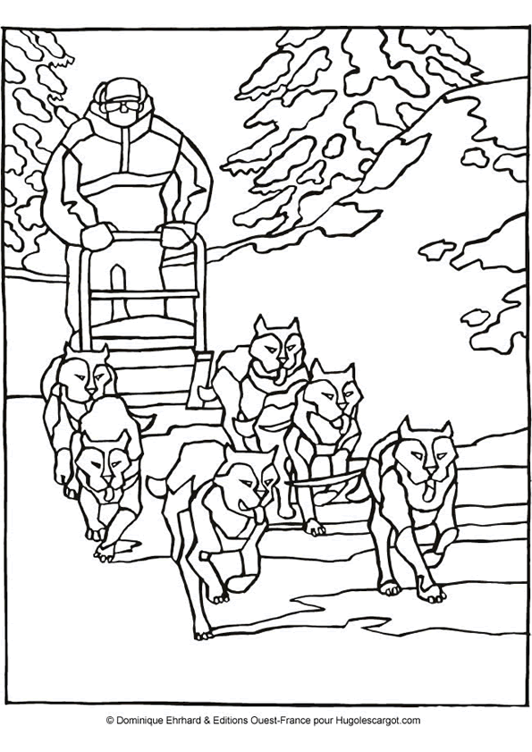 coloriage chien de traineau a imprimer