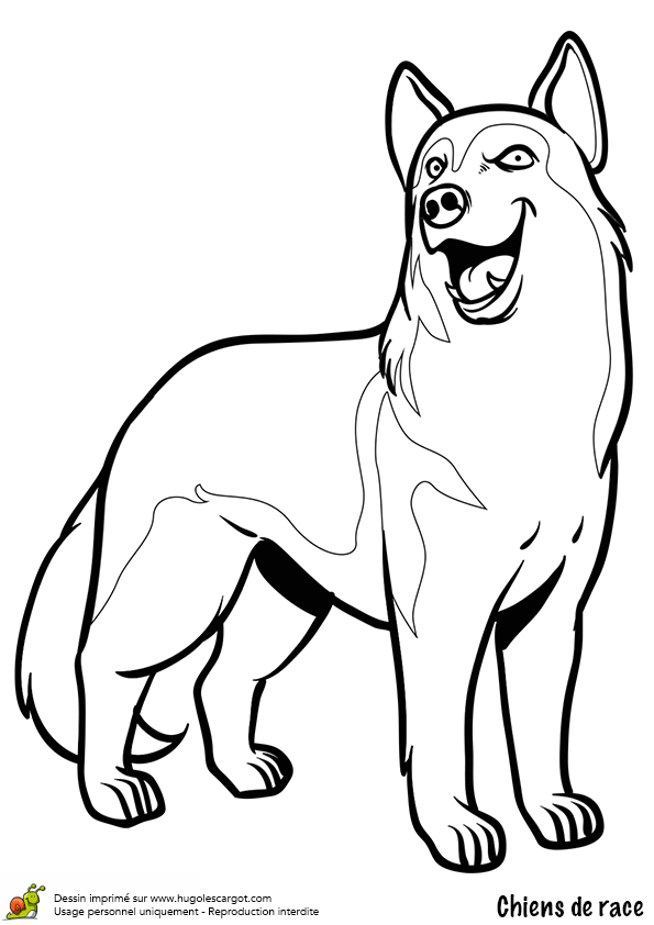 coloriage chien de traineau