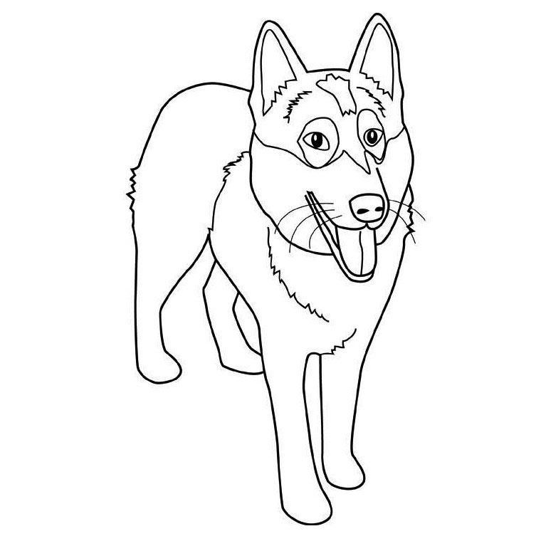 coloriage chien de traineau