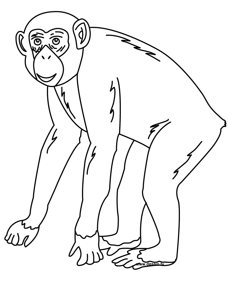 coloriage chimpanze