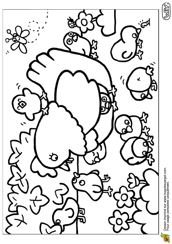 coloriage cocotte