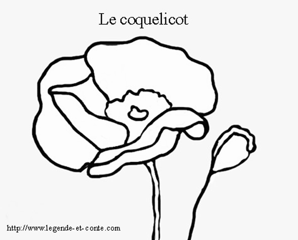 coloriage coquelicot imprimer gratuit