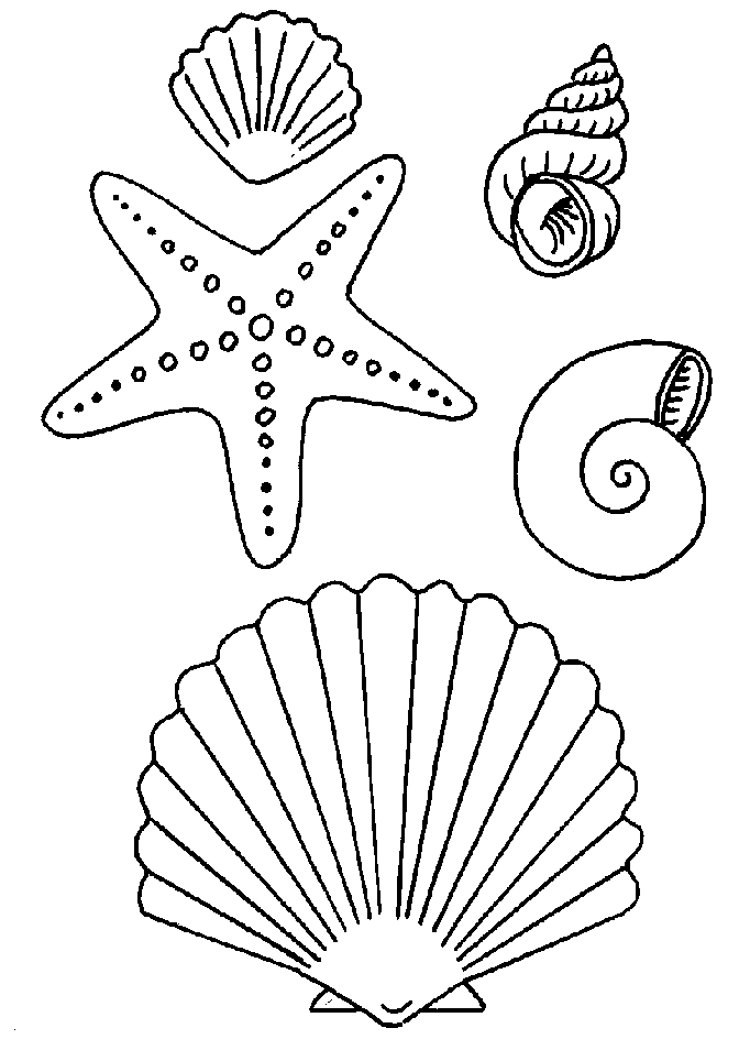 coloriage coquillage de mer