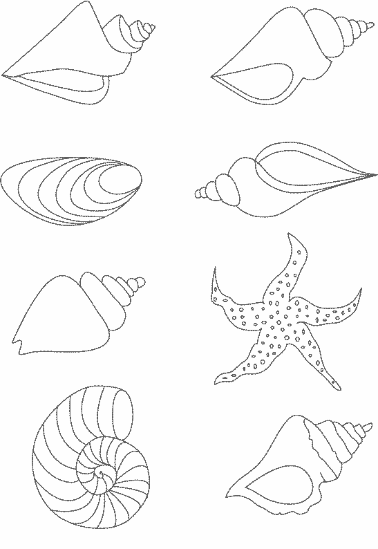 coloriage coquillage imprimer gratuit