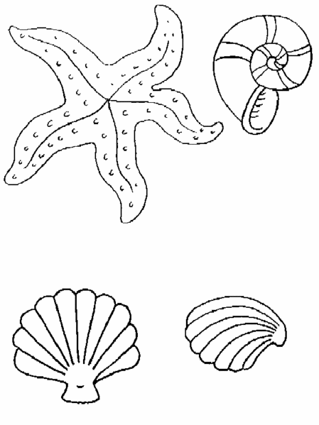 coloriage coquillage