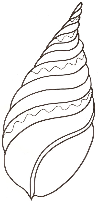 coloriage coquille saint jacques