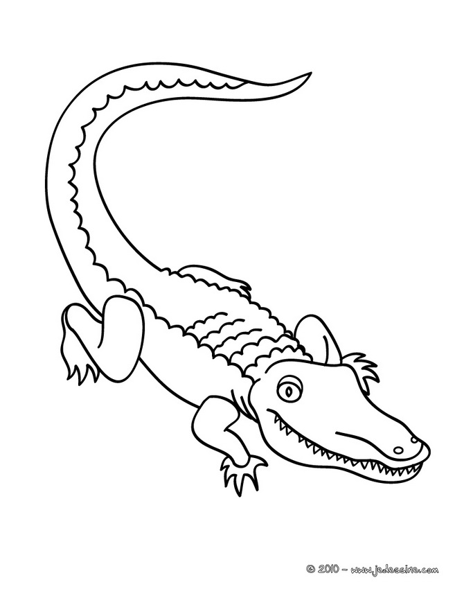 coloriage crocodile gratuit