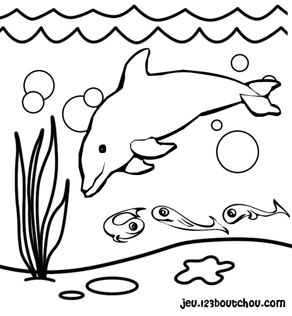 coloriage dauphin a imprimer gratuit