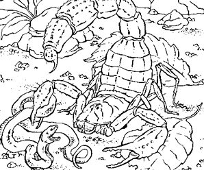 coloriage escargot en ligne