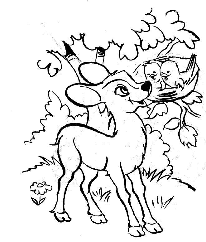 coloriage faon biche