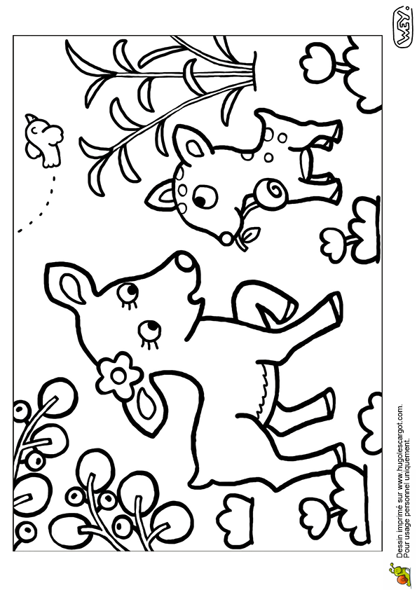 coloriage faon biche