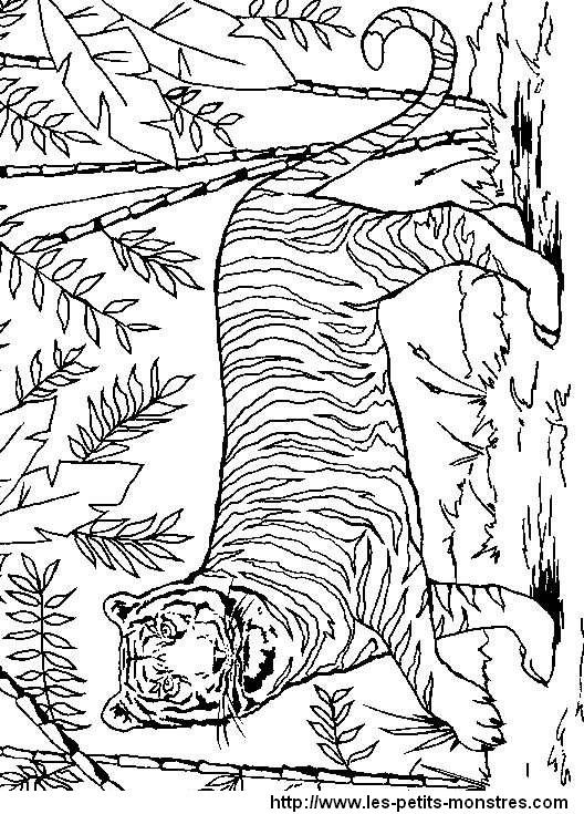 20 dessins de coloriage  F lins  Gratuit  imprimer 