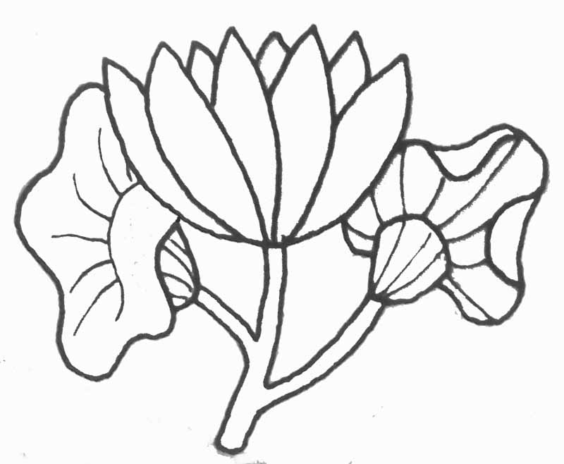 coloriage fleur de lys