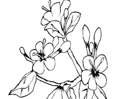 coloriage fleur de lys