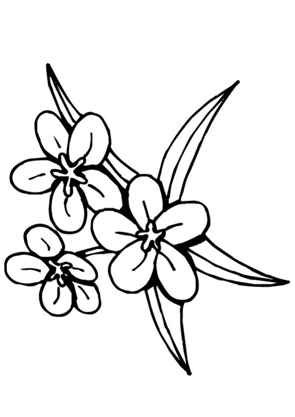 coloriage fleur de lys