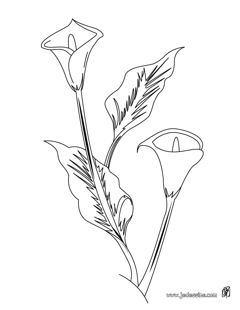 coloriage fleur de lys