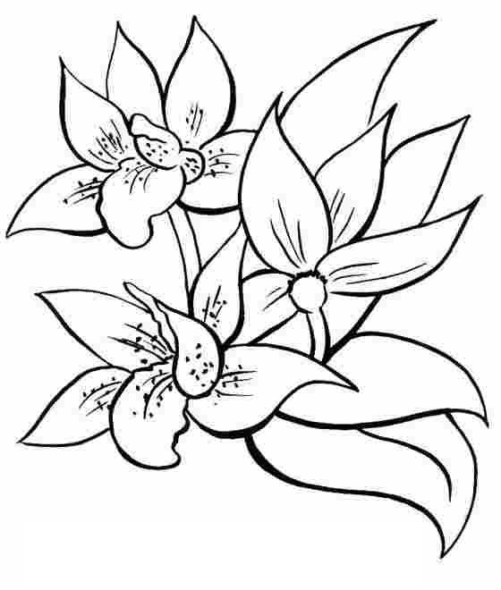 coloriage fleur de lys