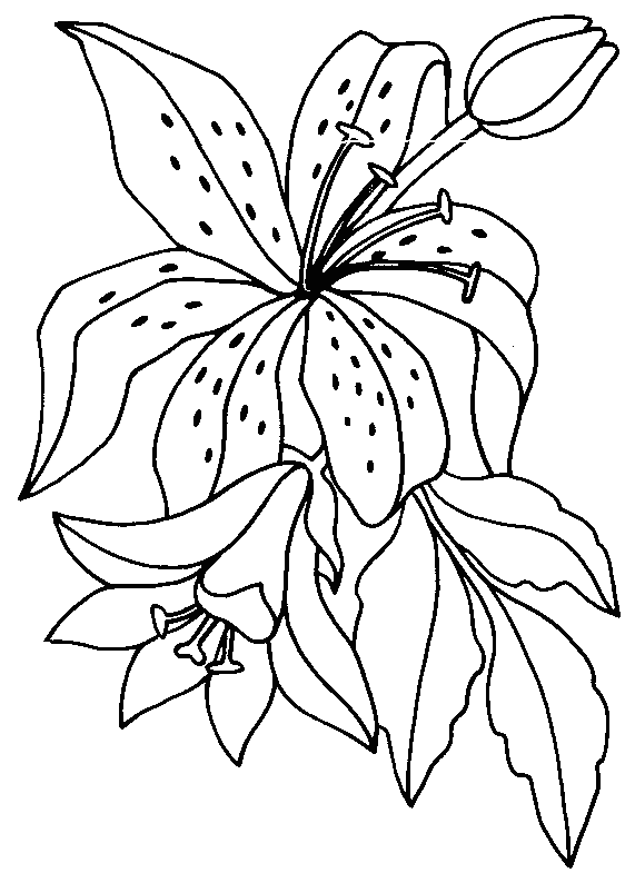 coloriage fleur de lys