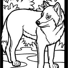 Coloriage Un Loup Dans Le Potager - 