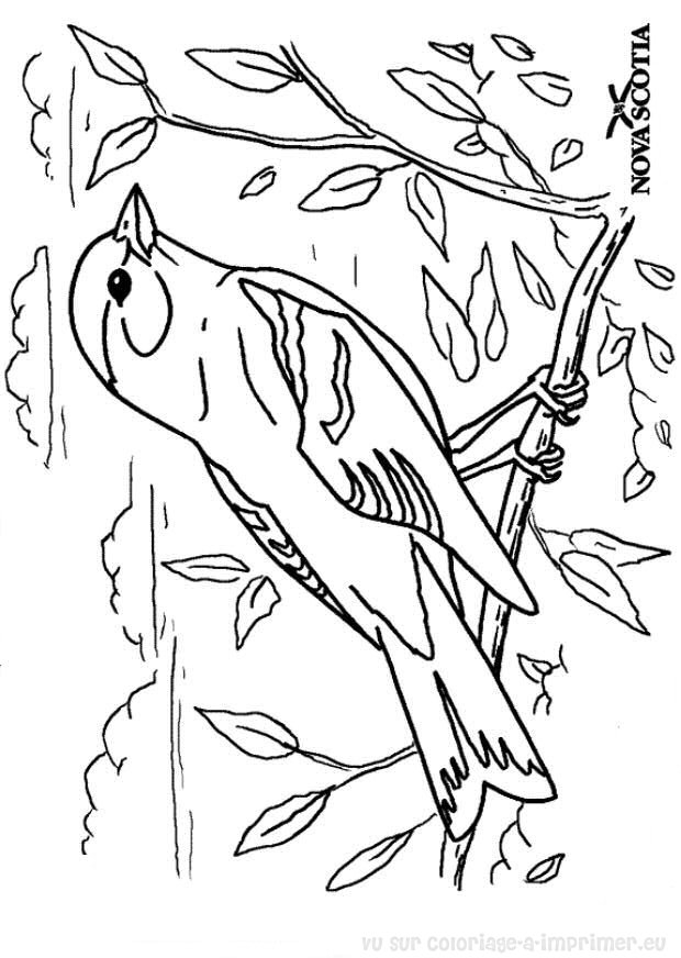 coloriage oiseau a imprimer