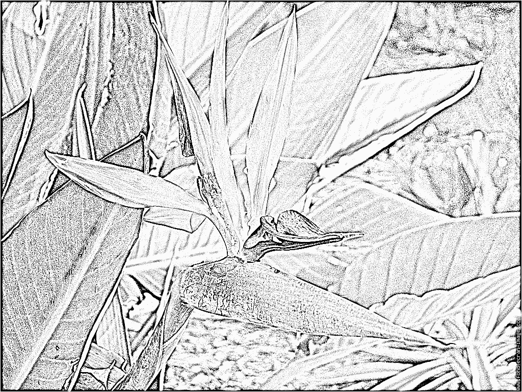 Unique Coloriage Fleur Oiseau Du Paradis  30000 ++ collections de