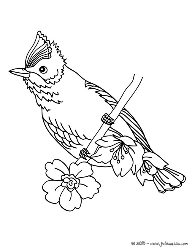 coloriage oiseau en ligne