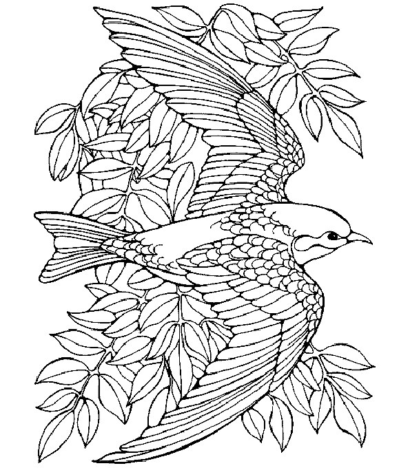 coloriage oiseaux a imprimer gratuit