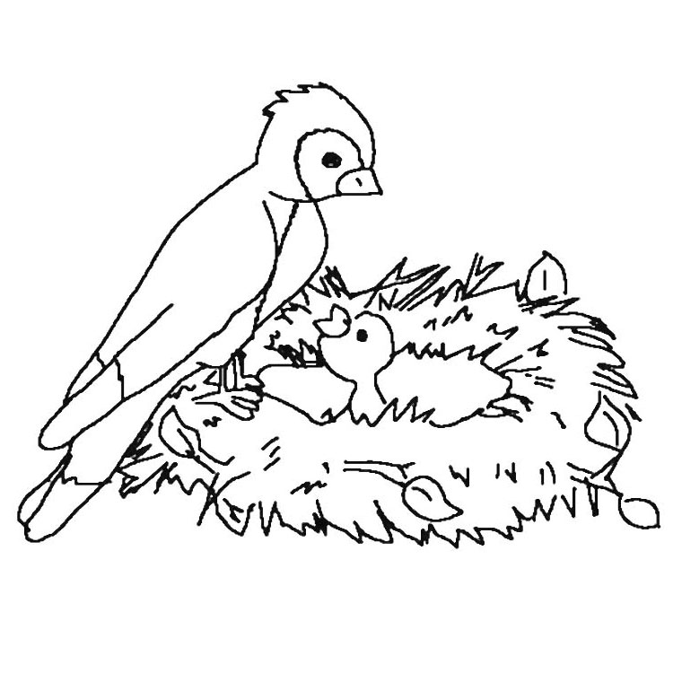 coloriage oiseaux a imprimer gratuit