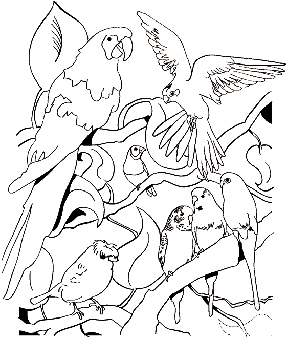 coloriage oiseaux exotiques