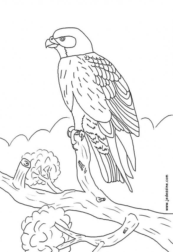 coloriage oiseaux pouyo