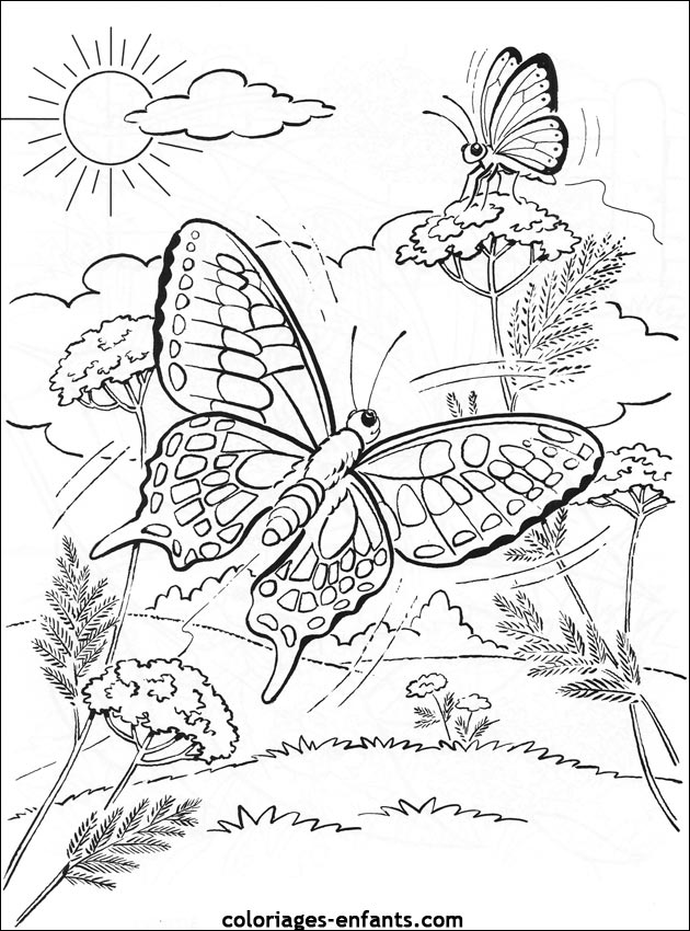 coloriage papillon belle dame