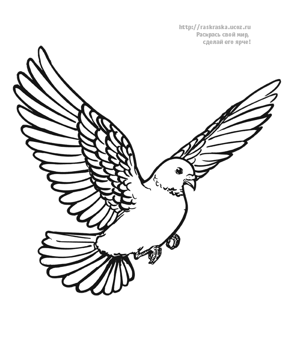 coloriage pigeon voyageur