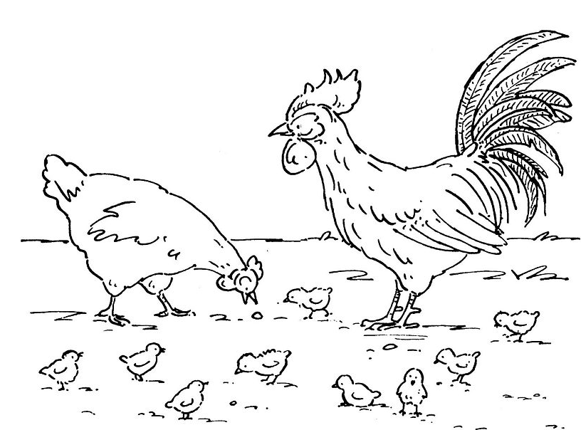 coloriage poule poussin