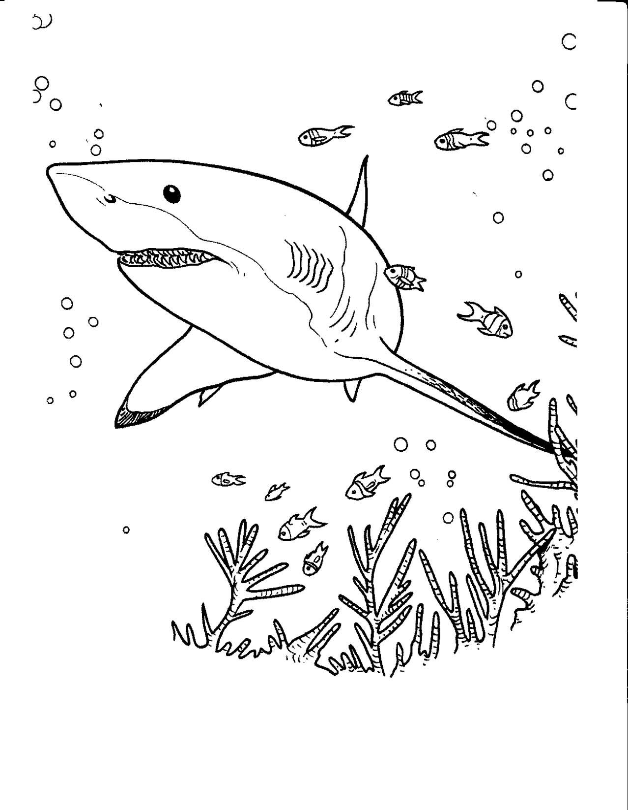 20 dessins de coloriage Requin A Imprimer Gratuit à imprimer